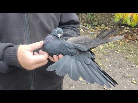 Видео: 👍КОЛЛЕКЦИЯ ГОЛУБЕЙ - ЧЕРТОВСКИ ХОРОША! 👍📞+79494406619