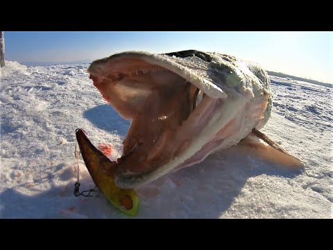 Видео: Рыбу поймал, но осадок остался. Рыбалка зимой на Амуре