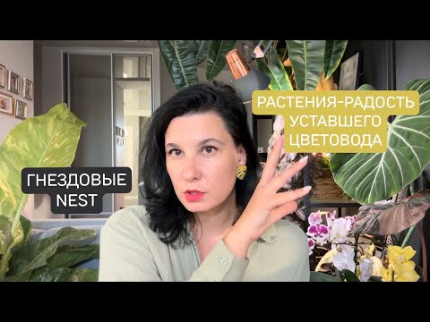 Видео: Растения-радость уставшего цветовода. Моя коллекция гнездовых антуриумов. 