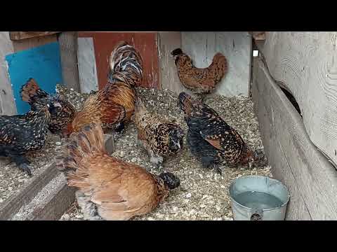 Видео: Павловское золото. еще одна порода кур в нашем хозяйстве.