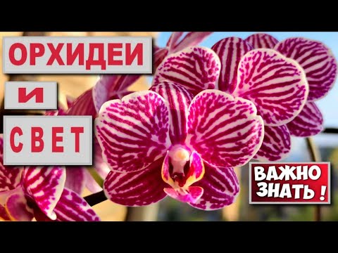 Видео: ВАЖНЕЙШИЙ ФАКТОР ПЫШНОГО ЦВЕТЕНИЯ И ЗДОРОВЬЯ ОРХИДЕИ - СВЕТ! ЕСТЕСТВЕННЫЙ СОЛНЕЧНЫЙ СВЕТ И ДОСВЕТКА!