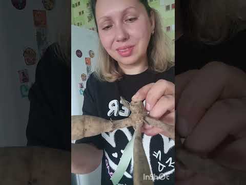 Видео: Закладываем георгины на хранение