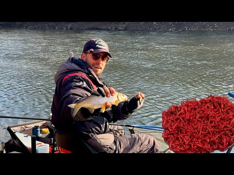 Видео: Фідерна ЛІГА. Чергові Риболовні змагання на Теплому Каналі. Останні змагання в 2024 році. Połaniec