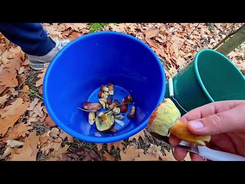 Видео: 5 ноября 2025 г. В поисках грибов😍! Ваня в ударе)