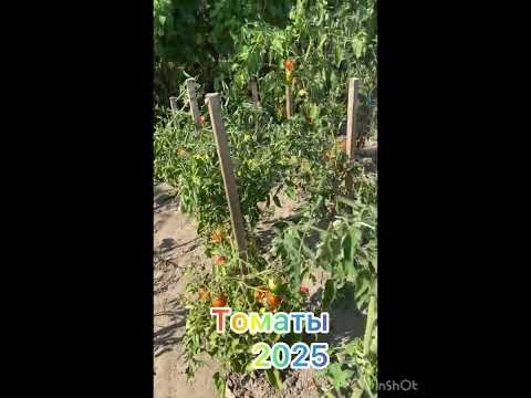 Видео: ОСЕНЬ 2025год.ДАЧА.ОГОРОД.🍅МОИ ВЫСОКОРОСЛЫЕ ТОМАТЫ.🍅🍅🍅