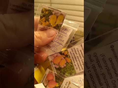 Видео: Обзор посадок для зимнего огорода.13 октября 2025.
