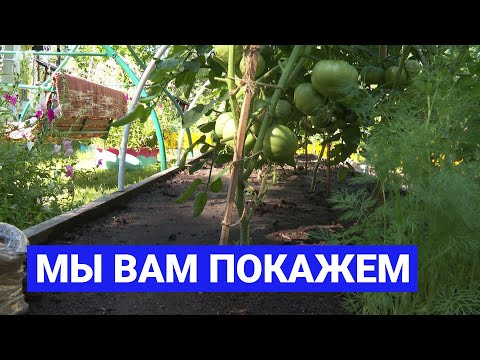 Видео: Мы вам покажем: Как выращивать помидоры