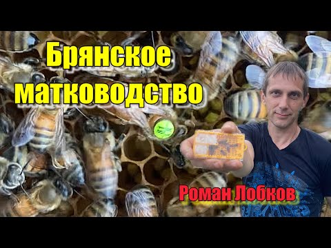 Видео: Бакфаст, кардован. В гостях у Брянского матковода…