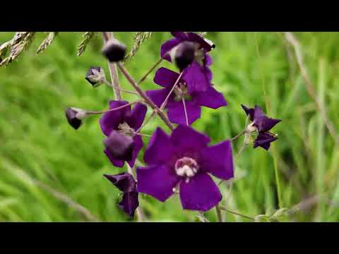 Видео: Який фіточай готувати у травні.