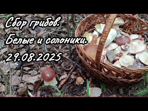 Видео: Сбор грибов. Белые грибы, пошли солоники. Кировский район Ленинградской области. 29.08.2025