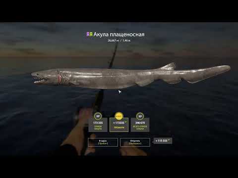 Видео: Акула плащеносная