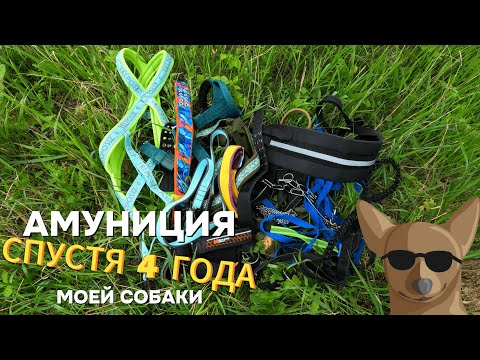 Видео: ВСЯ АМУНИЦИЯ МОЕЙ СОБАКИ СПУСТЯ 4 ГОДА