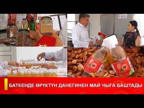 Видео: БАТКЕНДЕ ӨРҮКТҮН ДАНЕГИНЕН МАЙ ЧЫГА БАШТАДЫ