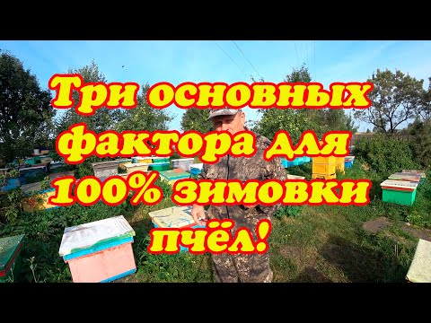 Видео: ПЧЕЛОВОД СДЕЛАЙ ЭТО ДЛЯ 100% ЗИМОВКИ ПЧЁЛ, ТРИ ОСНОВНЫХ ФАКТОРА, ПОЧЕМУ ГИБНУТ ПЧЁЛЫ.