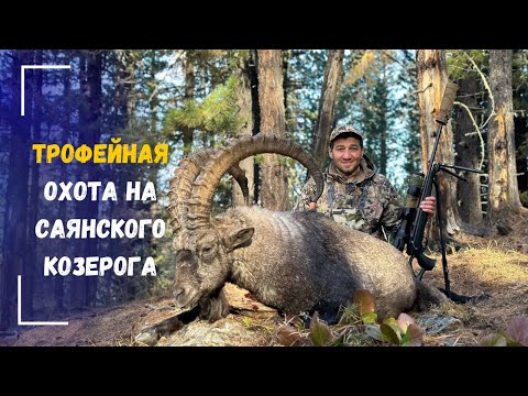 Видео: ТРОФЕЙНАЯ ОХОТА НА САЯНСКОГО КОЗЕРОГА