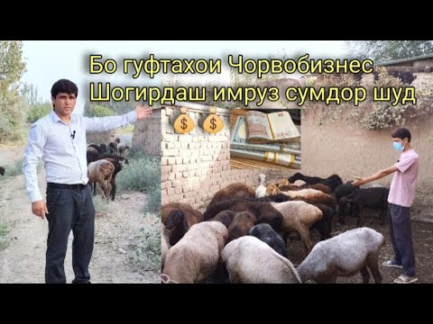 Видео: Аввалин шогирди Чорвобизнес сумдор шуд! 💰💰🐑🐏