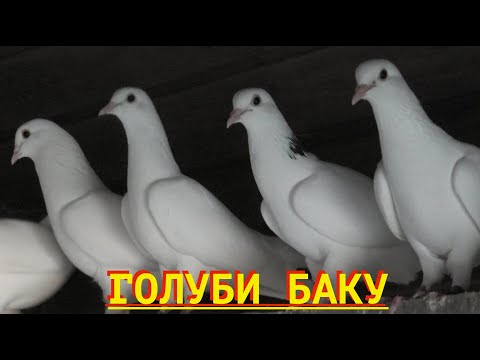 Видео: Бакинские голуби Эльчина в Баку!