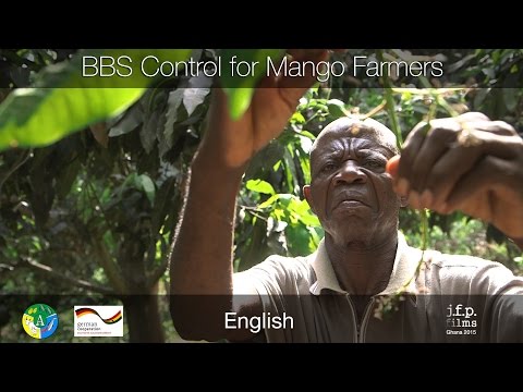 Видео: Контроль BBS для фермеров, выращивающих манго