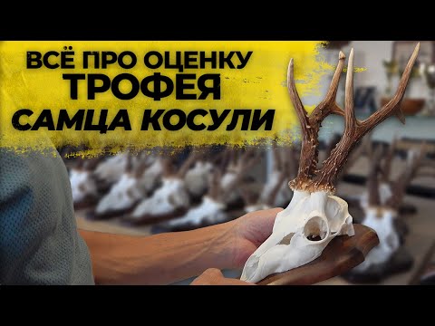 Видео: Как выбрать правильный трофей косули? Секреты оценки от эксперта