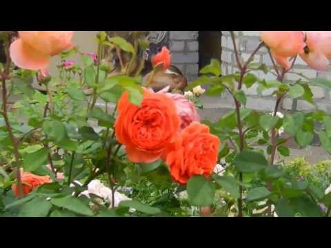 Видео: Кременчуг. Сад роз в центре города. Часть II