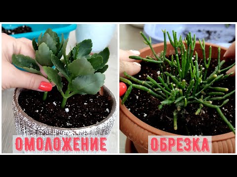 Видео: Цветочный влог: Вытянулось Каланхоэ | Омоложение Хатиоры