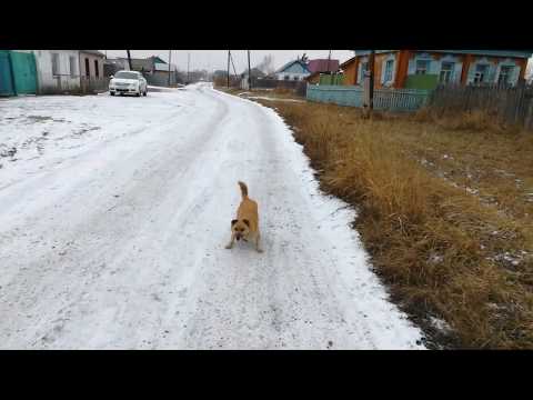 Видео: Шумиха мой дом