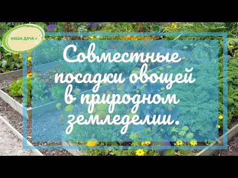 Видео: Совместные посадки овощей в природном земледелии. Долгих Анна