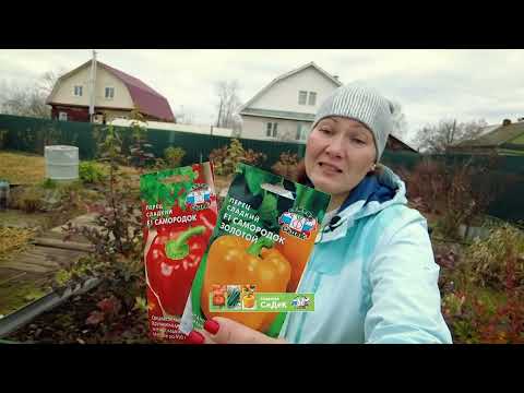 Видео: Перцы Звёзды Востока - настоящие звёзды вашего парника!