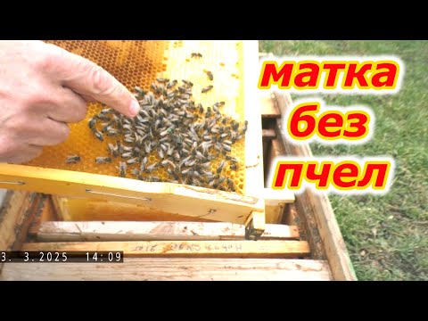 Видео: Выживет ли маленькая пчелиная семья после зимовки?