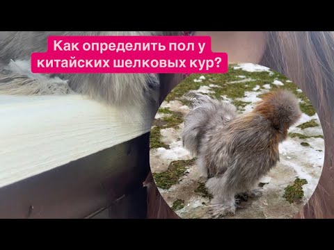 Видео: Как определить пол у китайских шелковых кур? Петушок или курочка?