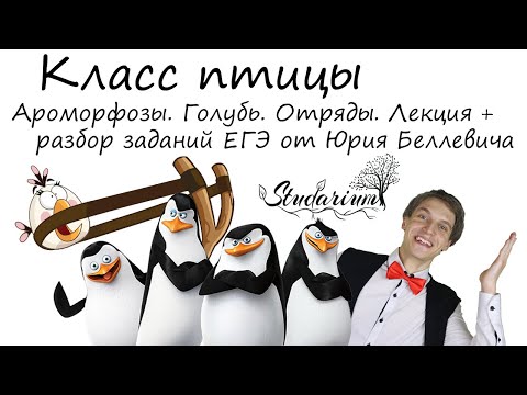 Видео: Класс птицы. Ароморфозы. Голубь. Отряды птиц. Лекция и разбор заданий от Юрия Беллевича