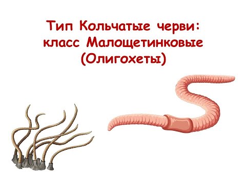 Видео: Тип Кольчатые черви: класс Малощетинковые (Олигохеты)