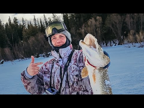 Видео: СЕВЕРНАЯ СОСЬВА рыбалка на щуку, Обь, Югорск, Игрим