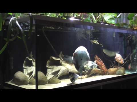 Видео: Дневник аквариума. Часть 10. (астронотусы)