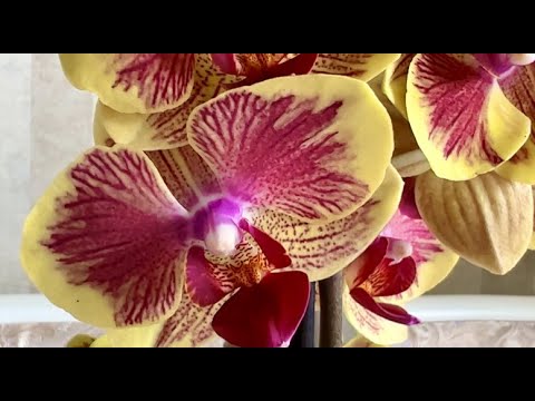Видео: Долгожданное поступление орхидей на продажу.  Восторг от новинок!)
