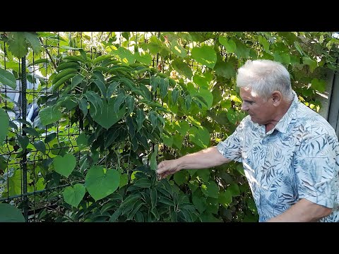 Видео: Выращивание винограда. Почему я от него отказался