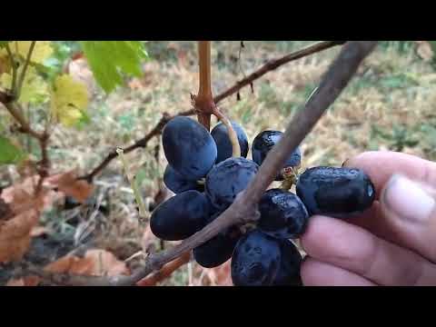 Видео: Гф Дон Жуан селекции Калугина В. М.