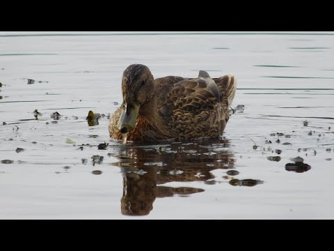 Видео: Река Зап. Двина, рыбалка на бюджетный спиннинг DAYO HIPPO и NAUTILUS T-KILLER.