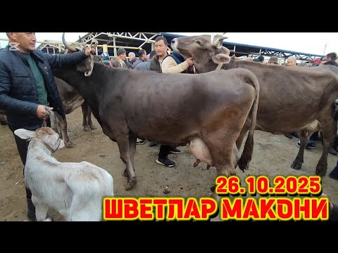 Видео: Шветлар макони Ан.кургонтепа Сигирларди ударлари чикди ☎️ бор 2025
