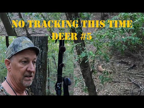 Видео: Олень №5 (должен был быть №6) с TBow Recurve.