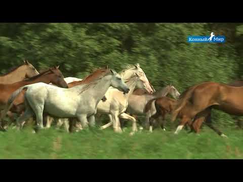 Видео: Shael Stud (part 3). Akhal-Teke breed, Ахалтекинская порода лошадей.