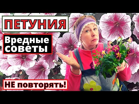 Видео: ВРЕДНЫЕ СОВЕТЫ по выращиванию ПЕТУНИЙ. Не повторяйте, а проверяйте!