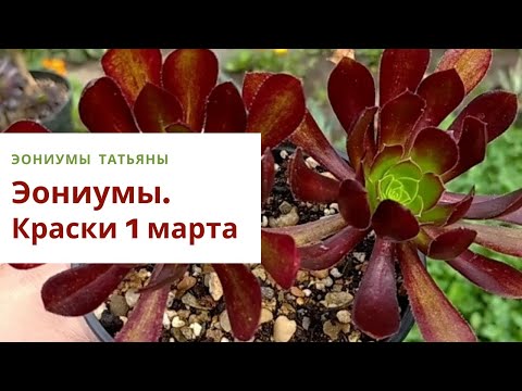 Видео: 1. Эониумы весной. Виды, размножение, уход