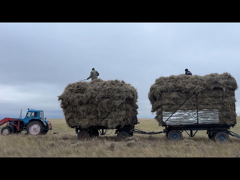 Видео: Жылқының GPS батарейін ауыстырдық | Шөп шауып жатырмыз #ауылөмірі #ауылшаруашылығы  #сенокос 