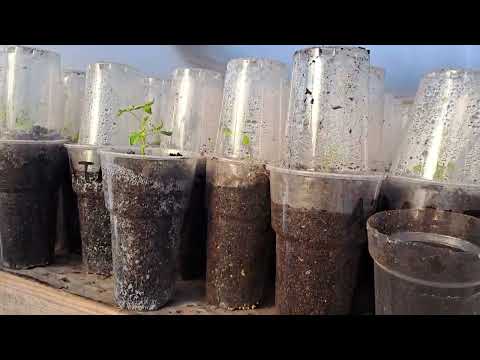 Видео: Почему мы сажаем малину крапивкой зимой а не летом.