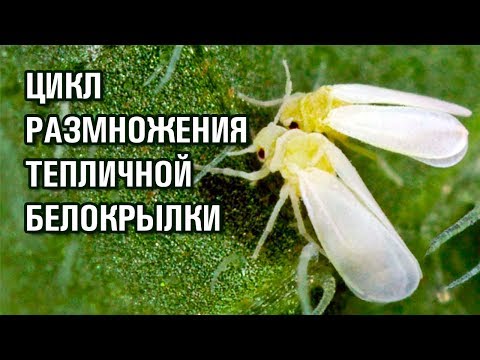 Видео: ЦИКЛ РАЗМНОЖЕНИЯ ТЕПЛИЧНОЙ БЕЛОКРЫЛКИ
