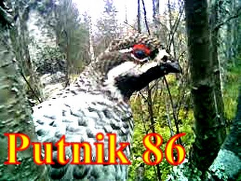 Видео: Осенний рябчик