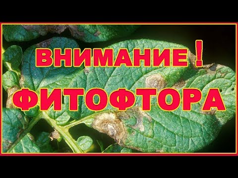 Видео: Никогда ее не будет, если делать это. Фитофтора на помидорах.