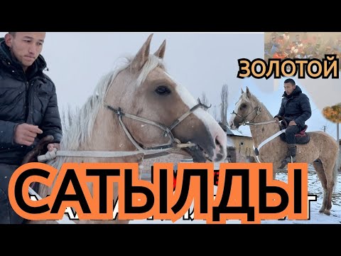 Видео: САТЫЛДЫ ЗОЛОТООЙ