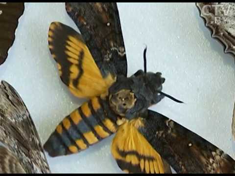 Видео: «Летающие цветы» Сергея Клокова: в коллекции у лидчанина более 134 видов необычных  бабочек